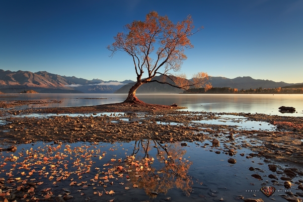 The Lone Willow - a solitary tree on Lake Wanaka New Zealand  photo by Soniel Dalumpines from rNZPhotos