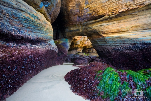 The Lost Passage Devils Punch Bowl at low tide Oregon Coast  Photo by Adrian Klein