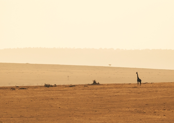 The Maasai Mara Kenya 