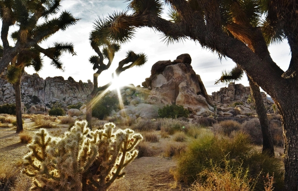 The many shapes and textures of Joshua Tree National Park 