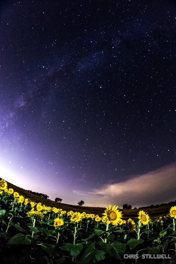 The milkyway over a sunflower field in Lawrence Kansas