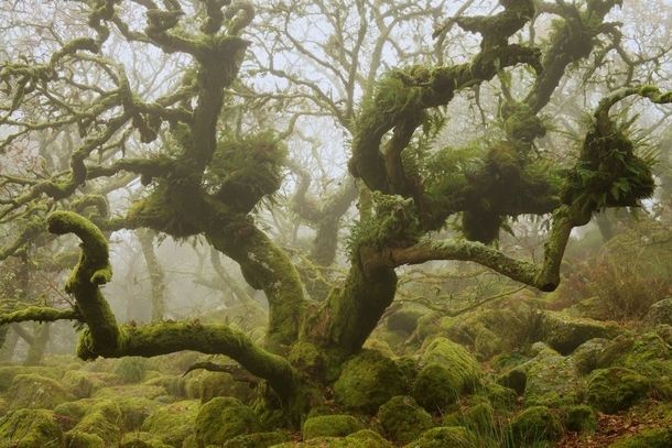 The misty wild woods of Dartmoor National Park Devon England  Photographed by Duncan George