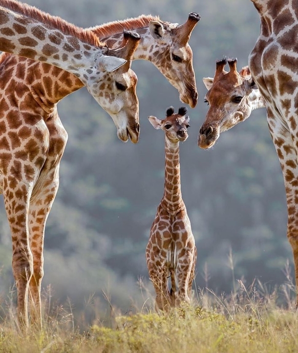 The moment when you did something that others couldnt Giraffa Camelopardalis