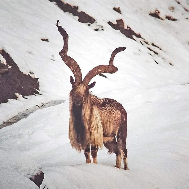 The monarch of the mountain A majestic Kashmir markhor on the Himalayan mountains Pakistan