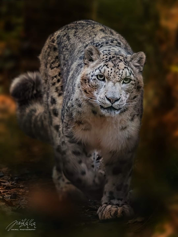 The monarch of the mountains the snow leopard 