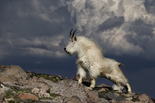 The mountain goat Oreamnos americanus also known as the Rocky Mountain goat  photo by VDN
