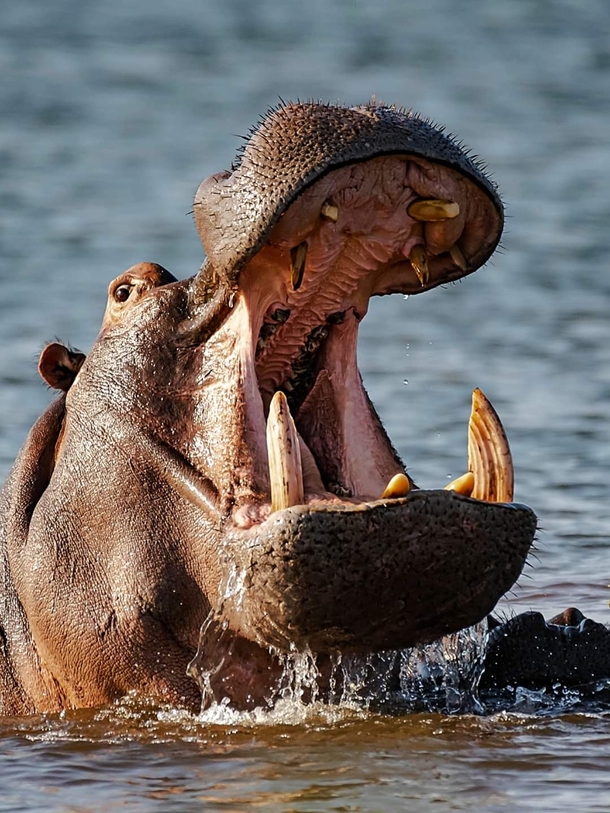 The mouth of a herbivore A hippos bite can cut a crocodile in half