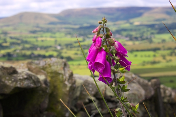 The Only Foxglove in The Trough of Bowland 