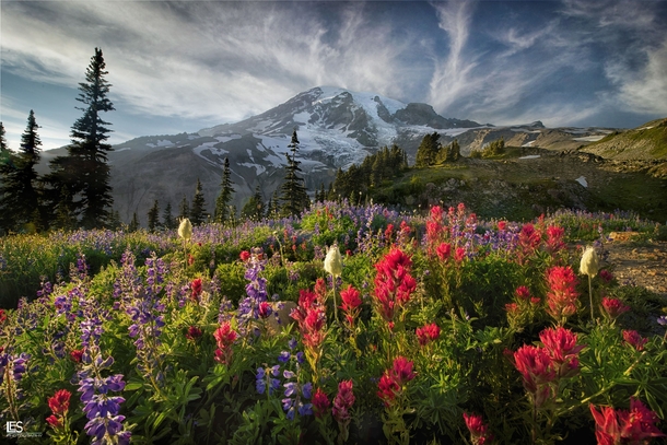 The Paradise Area Trails at the base of Mt Rainier 