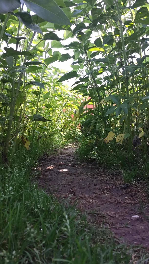 The path my dogs have carved through my sunflower patch 