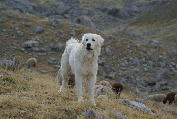 The Patou a Pyrenees mountain dog 