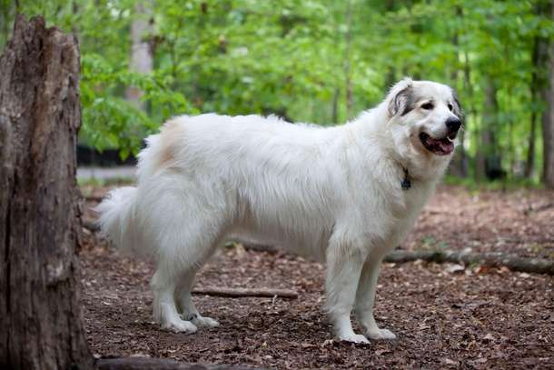 The Patou or Great Pyrenees Mountain dog 
