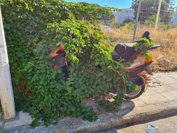 The plantlife reclaiming this abandoned moped