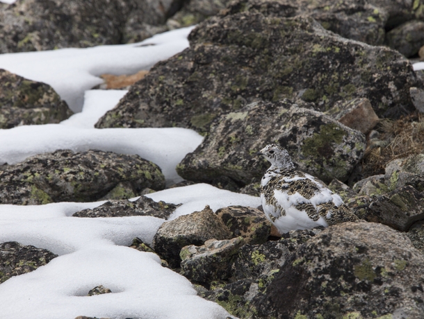 The Ptarmigan molts when the snow melts so it can maintain its camouflage 