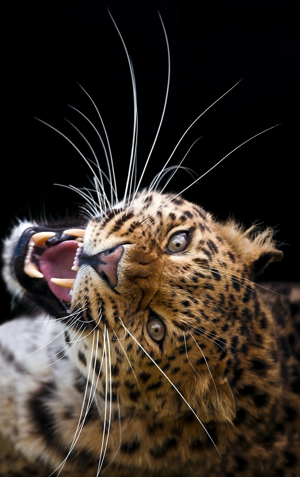 The rarest and most endangered big cat in the world - the Amur Leopard 