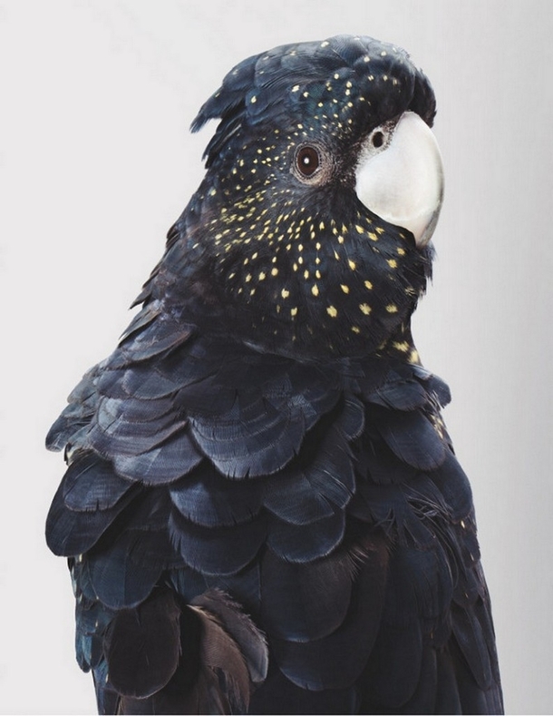 The red-tailed black cockatoo has stars on her face Photographer Leila Jeffreys 