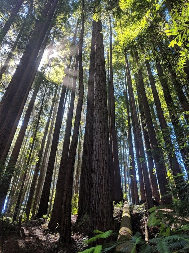The Redwoods Beech Forest Otways National Park 