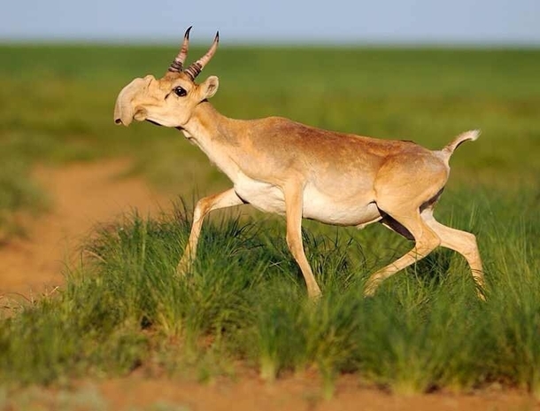 The saiga Saiga tatarica is a critically endangered antelope only found in Russia and Kazakhstan 