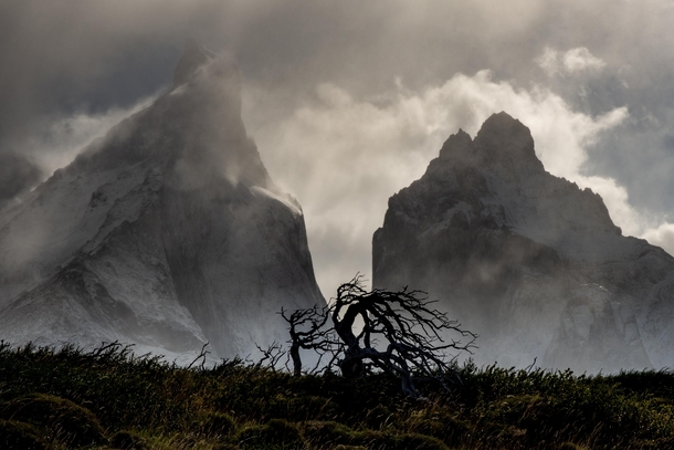 The strong winds in the Torres del Paine region force the trees to grow in twisted shapes  Instagram micomicky