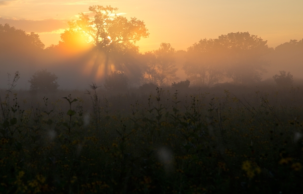 The sun shines through mist over the prairie at Middlefork Savanna Forest Preserve 