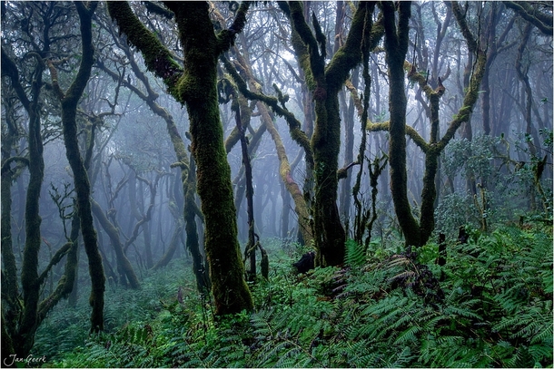 The temperate cloud forests on La Palma Canary Islands  by Jan Geerk