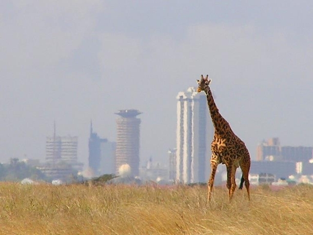 The Towers of Nairobi