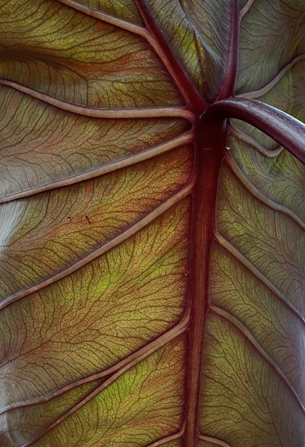 The underside of a colocasia esculenta black magic leaf