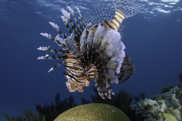 The very beautiful but very destructive invasive species for Bermuda - the lionfish 