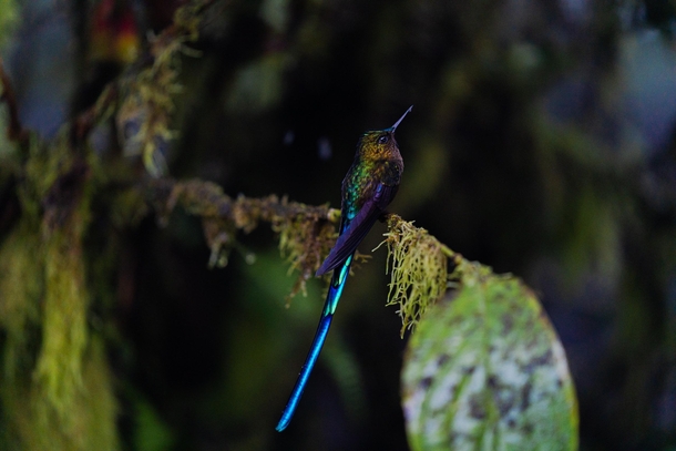 The Violet Tailed Sylph on a rainy afternoon in Ecuador