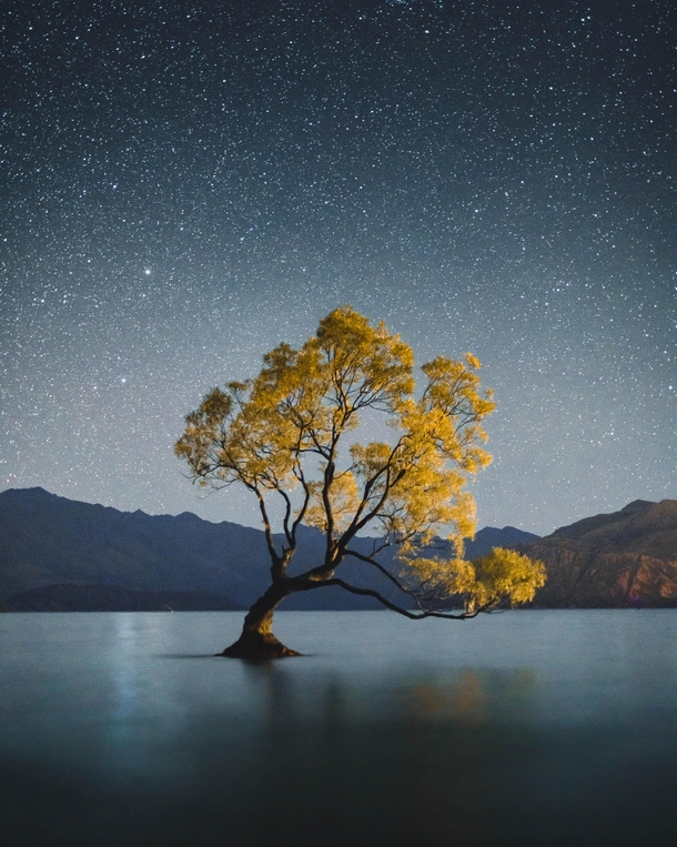 The Wanaka Tree on a clear night New Zealand  Photographer  WithLuke