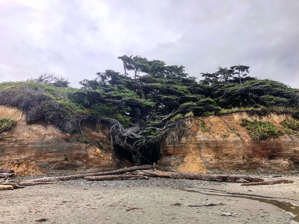 The wonderfully twisted whimsically gnarly Tree of Life at Kalaloch Beach  Olympic National Park  Washington USA    IG tracethetrail