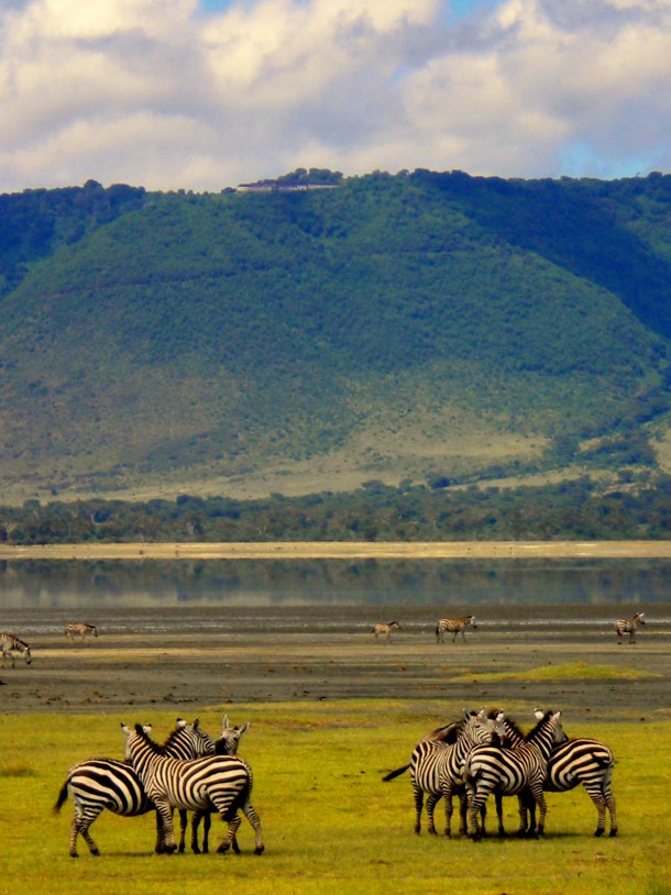 The Zebras of Ngorongoro Crater 