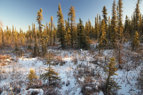 Theres something about our boreal forests this time of year that seems magical to me  Fairbanks Alaska