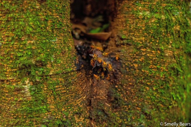 These stingless bees Tetragonisca angustula are one of the approximately  species of stingless bees that live in Costa Rica and they create a honey of uncommon flavor and strong antibiotic activity