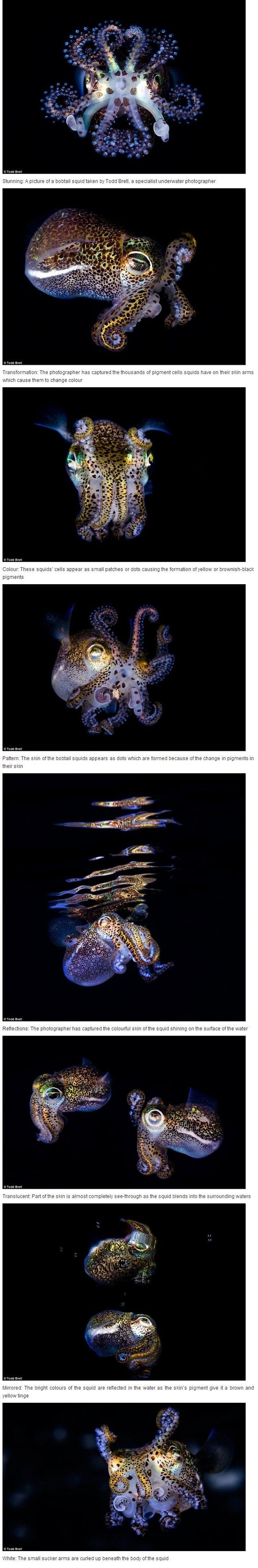 These stunning images capture the amazing skin of the bobtail squid who use thousands of cells to change colour 