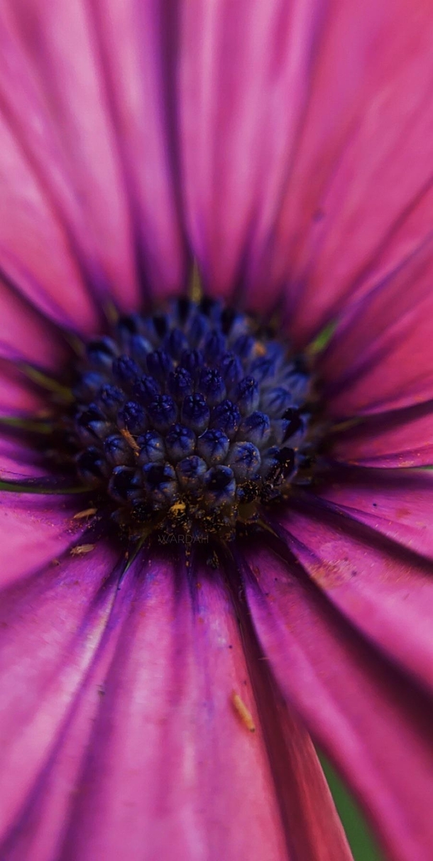 These type of daisies are called Osteospermum ecklonis apparently One of my favorites
