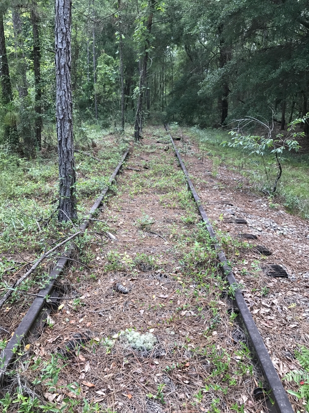This abandoned railway runs from Perry Florida all the way the Tallahassee Florida Some sections of the rail have dates as far back as  printed on them 