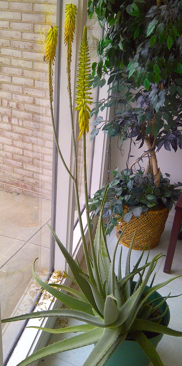 This Aloe Plant is flowering 