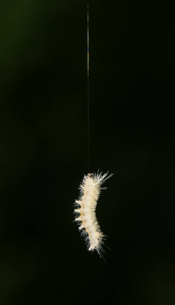 This Caterpillar Is Quite The Acrobat