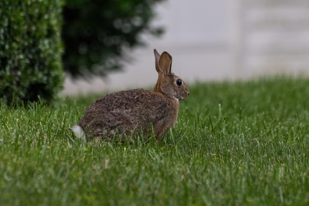 This cute little guy I saw on my front lawn 