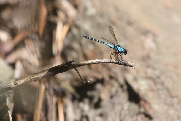 This dragonfly stands out quite a bit among the dried foliage of Carnarvon Gorge Queensland 