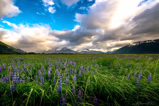 This field of lupine in Alaska cant compare to New Zealands but its still nice Turnagain Arm Alaska 