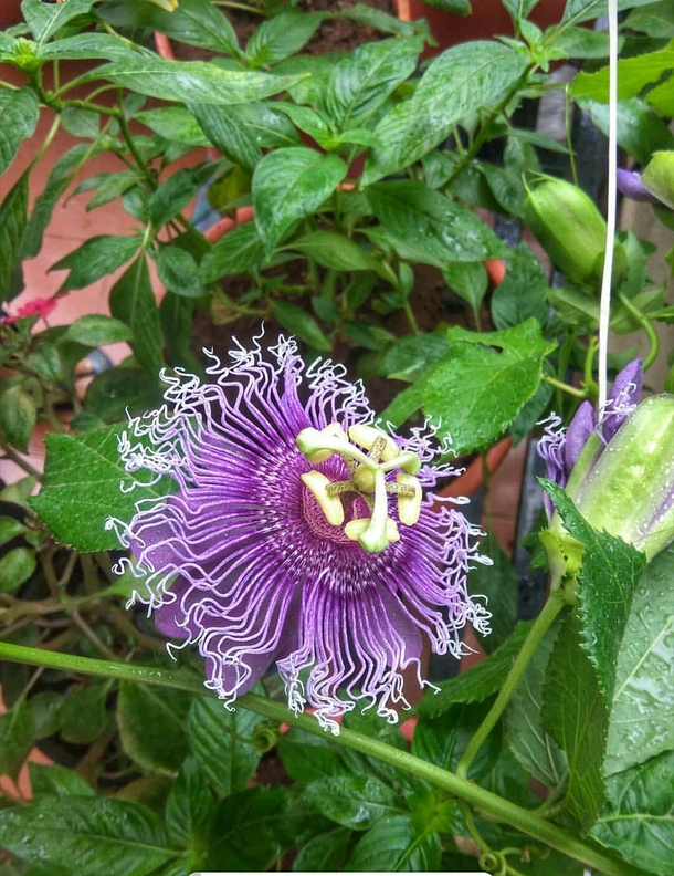 This glorious multi-layered passiflora which bloomed in my balcony today