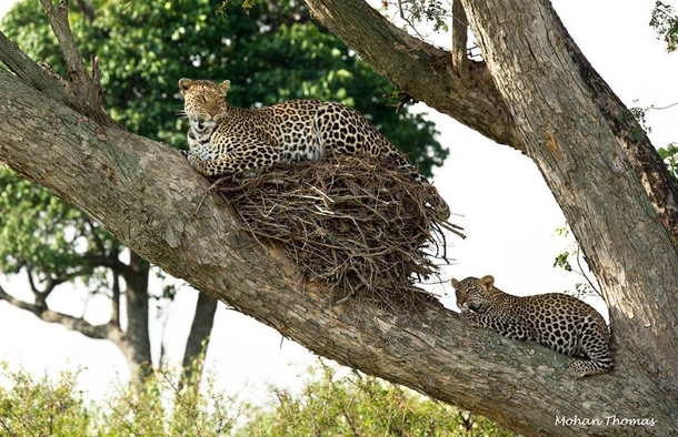 This is my nest Leopard mother and cub up a tree Photographer Mohan Thomas 