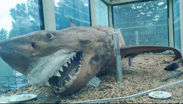 this is whats happened to Melbournes creepy great white shark