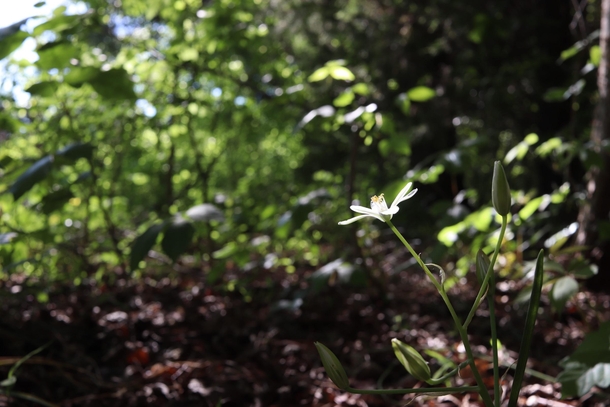 This little flower found its ray of sunshine in the woods Occoneechee Mountain trail in NC