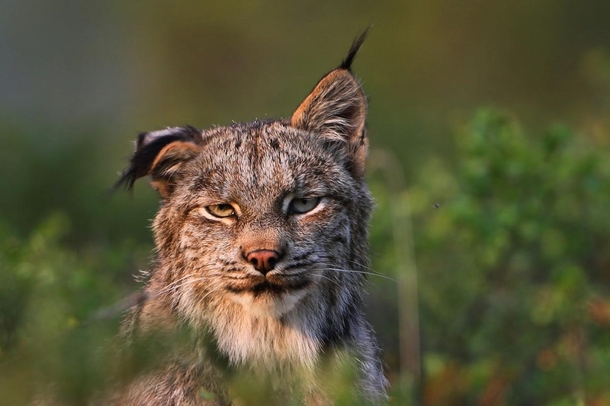 This lynx Lynx Canadensis flicks his ear to ward off bothersome gnats Jimmy Tohill 