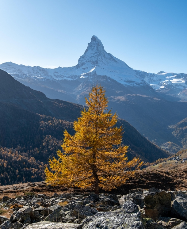 This one golden autumn tree in front of the Matterhorn Zermatt Switzerland 
