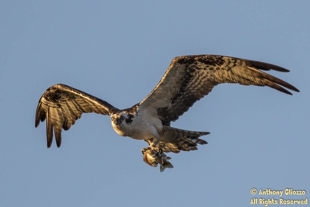 This osprey caught a fish right after it got a meal 