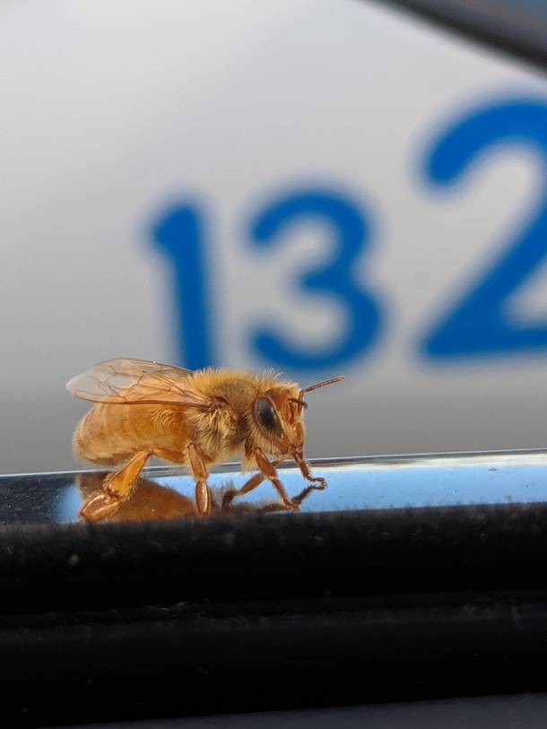 This purely golden bee landed on my car today